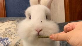 娱乐吃瓜小兔子视频大全